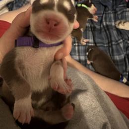 Siberian Husky Puppies from Ice Blue Legacy Siberians Huskies