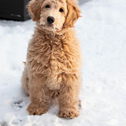 Aussiedoodle and Goldendoodle Puppies from Skyridge Doodles
