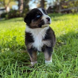 Saturday - Black tri-color male Australian Shepherd puppy in Richland, Washington from Bear Creek Aussies