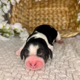 Mr. Belding - Black white and tan male English Springer Spaniel puppy in Swainsboro, Georgia from Sweet Georgia Springers