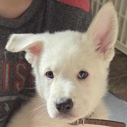 Boy 4 - White male German Shepherd puppy in Tonopah, Nevada from Mercy's White Shepherds