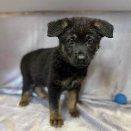 Arik - Dark Green Collar - Black and tan male German Shepherd puppy in Greenwood, Arkansas from West Haus Shepherds