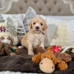 Brown Collar - Fawn and white male Sheepadoodle puppy in Indiahoma, Oklahoma from Farm Fresh Doodles
