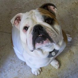 Bulldogs from Sheila's Bulldogs