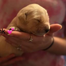 Girl 4 - Golden female Golden Retriever puppy in Clay Center, Nebraska from Storm Chasers- Golden Retrievers & Basset Hounds