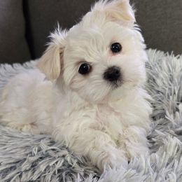 Dale - Health Tested Parents - White male Maltese puppy in Greenville, North Carolina from Amanda's Sugar Sweet Puppies