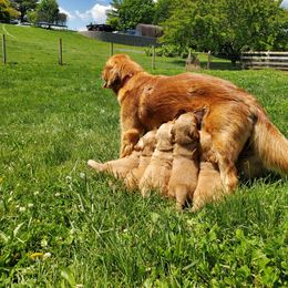 Golden Retriever Puppies from Emma's Golden Puppers