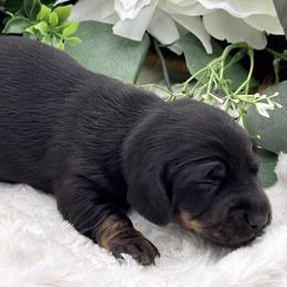 Darby - Black and tan female Dachshund puppy in Exeter, California from Sawtooth Miniature Dachshunds
