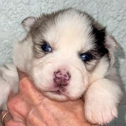 Iris - Merle female Pomsky puppy in Venus, Pennsylvania from Hemlock Pines Pomsky
