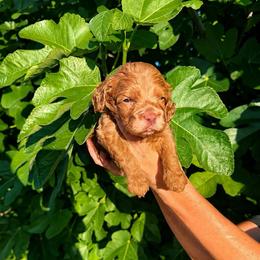 Arthur - Red male Cockapoo puppy in Millville, California from Hope Lane Kennels