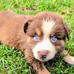 Raven Boy3 - Red tri-color male Australian Shepherd puppy in South Hill, Virginia from Silverside Aussies LLC
