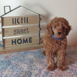 Desmond Majestic Embrace - Apricot male Poodle puppy in Licking, Missouri from Majestic Embrace Poodles