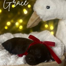 Grace - Chocolate female Assorted Doodle Crosses puppy in West Monroe, Louisiana from Southern Haven Doodles