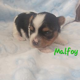 Malfoy - Parti male Yorkshire Terrier puppy in Springville, Utah from Lundberg Yorkies
