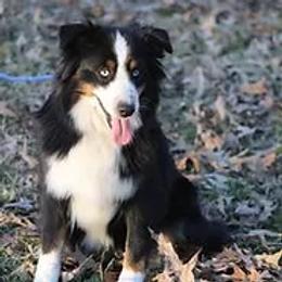 Charlie - Miniature Australian Shepherd