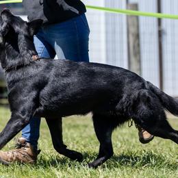 German Shepherds from Vom Blauberge German Shepherds