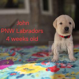 John - Yellow male Labrador Retriever puppy in Rogue River, Oregon from PNW Labradors