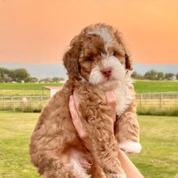 Cody - Sable male Bernedoodle puppy in Sheridan, Wyoming from Big Horn Bernedoodles