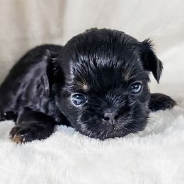 Blair - Black and tan female Shih Tzu puppy in Jacksonville, Florida from Shih Tzus of Jacksonville
