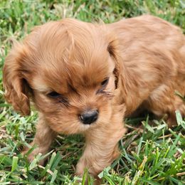 Pluto - Ruby female Cavalier King Charles Spaniel puppy in West Valley, Utah from Criddle Mountain Cavaliers