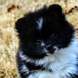 Pomeranians and Pomskies from Alpha Poms & Pomskies