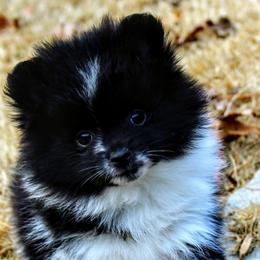 Pomeranians and Pomskies from Alpha Poms & Pomskies
