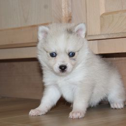 Larry - Merle male Pomsky puppy in Uintah County, Utah from Bingo's Wolfhounds, Lollipop Pomskies