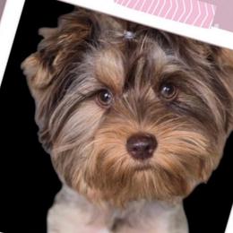 River - Yorkshire Terrier
