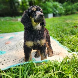 Spruce - Brindle male Poodle puppy in Troy, New Hampshire from SP Standard Poodles