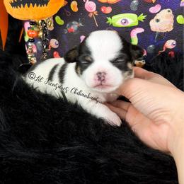 Alucard - Black and white male Chihuahua puppy in Anderson, South Carolina from Lil Treasures Chihuahuas