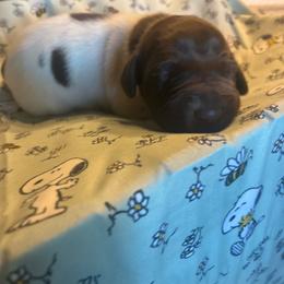 Green - White and liver male German Shorthaired Pointer puppy in Spencer, Massachusetts from Outback Kennels