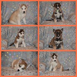 Siberian Husky Puppies from Double Trouble Huskies