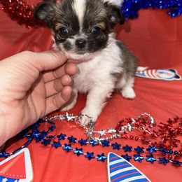 Nova - Sable spotted white male Chihuahua puppy in Palmyra, Indiana from Country Star Chihuahuas & Yorkies