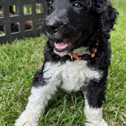 Rook - Orange Collar - Parti male Poodle puppy in Monroe, North Carolina from The Klepper Homestead