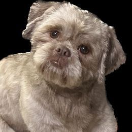 Atlas - Shih Tzu