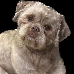 Atlas - Shih Tzu