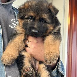 Teal girl - Black and red female German Shepherd puppy in Humboldt, Iowa from Valiant Shepherds
