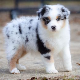 Gomez - Blue merle male Australian Shepherd puppy in Georgetown, Texas from River Reign Australian Shepherds