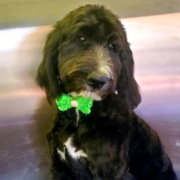 Bex - Bernedoodle