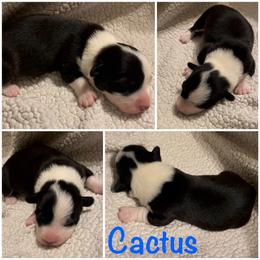 Cactus - Black and white male Cardigan Welsh Corgi puppy in Box Elder, South Dakota from BELieve Cardigan Welsh Corgis