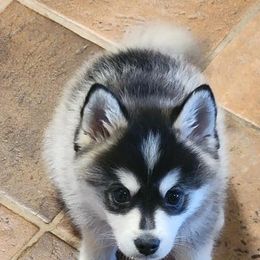 Pomskies from 406 Pomskies