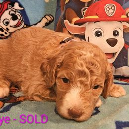 Skye- paw patrol - Caramel red female Labradoodle puppy in Phelan, California from Family Doodles