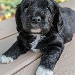 Nova - Black and white female Cockapoo puppy in Dayton, Ohio from L&L Cockapoos