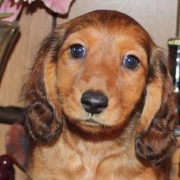 Dachshunds from Weatherly's Dachshunds