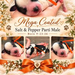 Maverick - Parti male Miniature Schnauzer puppy in Magalia, California from NorCal Schnauzers