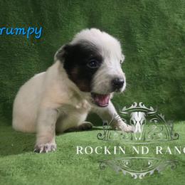 Grumpy - Blue male Australian Cattle Dog puppy in Silsbee, Texas from Rockin ND Ranch