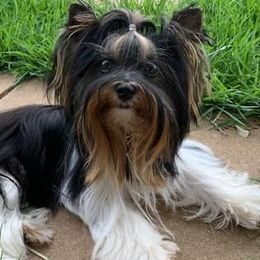 Biewer Terriers from Heavenly Heiy