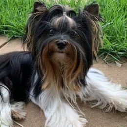 Biewer Terriers from Heavenly Heiy
