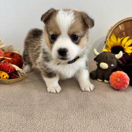 Sunny - Sable female Pembroke Welsh Corgi puppy in Millsap, Texas from Punchy Pembroke Ranch