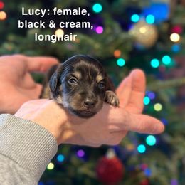 Lucy - Dachshund puppy from Dairyland Dachshunds